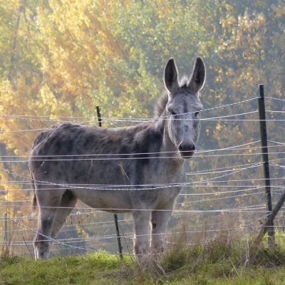 06_unsere-tiere_sl