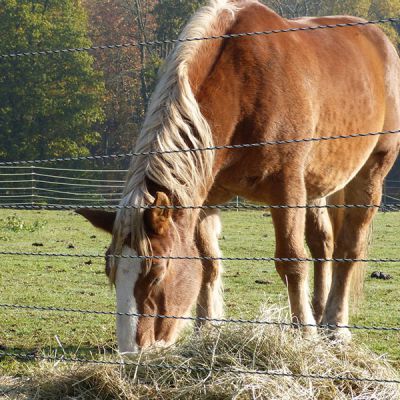 07_unsere-tiere_sl