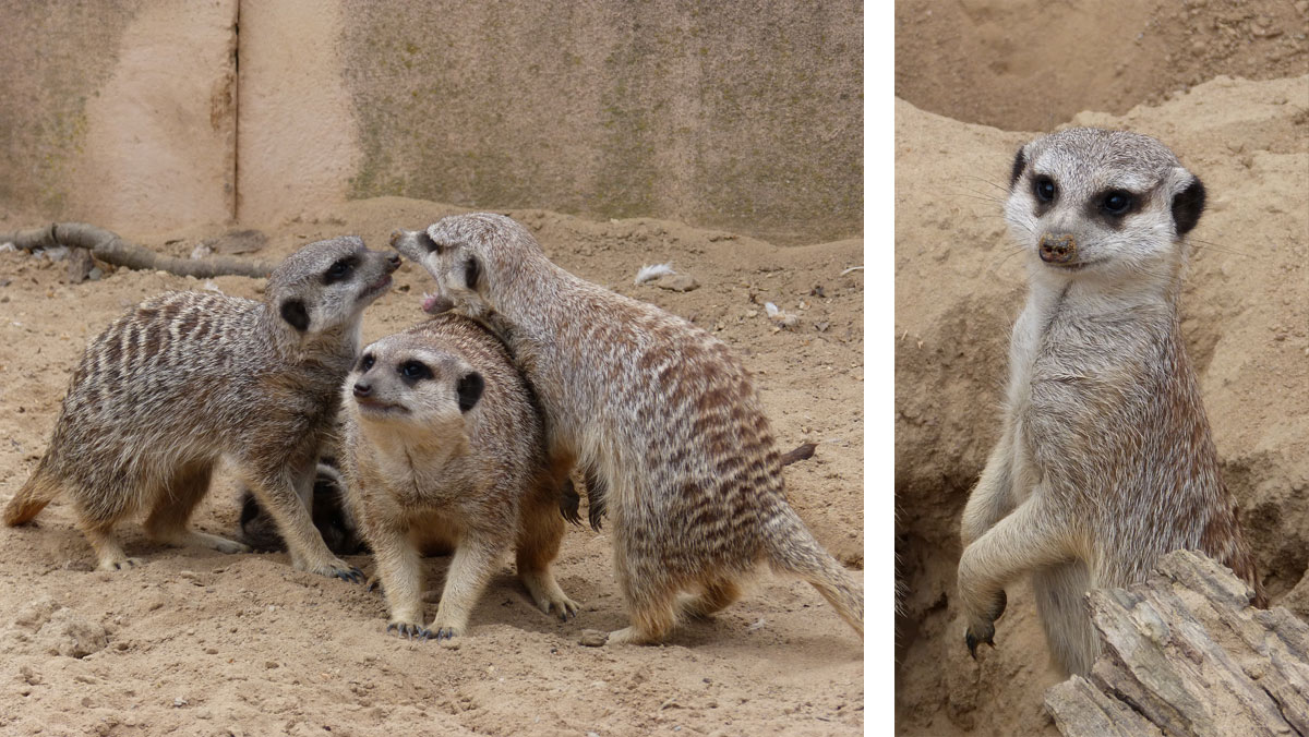 Erdmännchen im Neuwieder Zoo