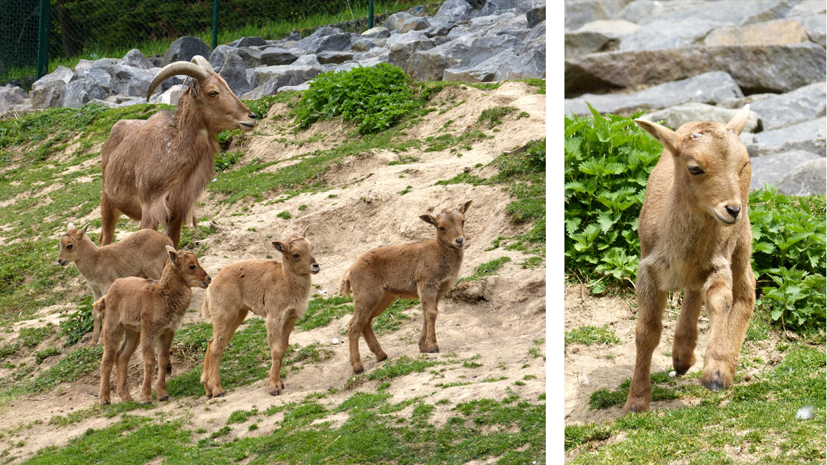 Nachwuchs bei den Mähnenspringern