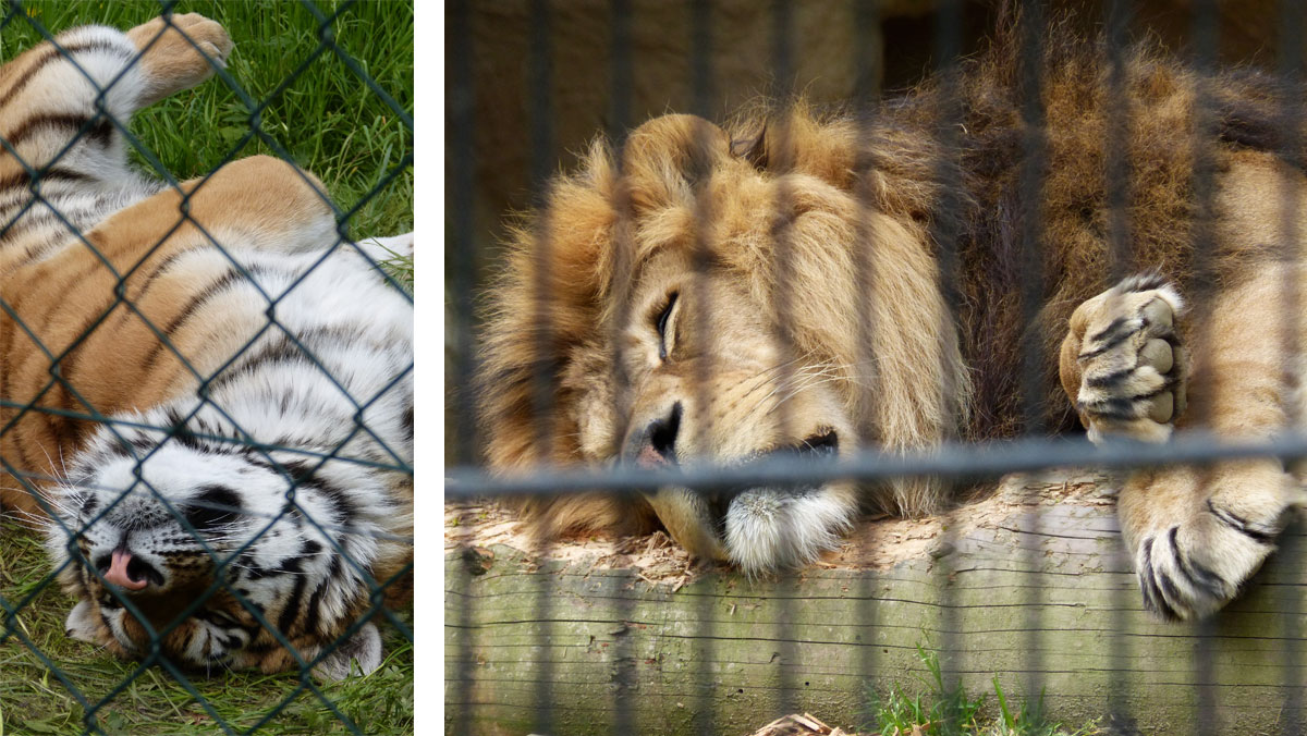 Tiger Ivo und Berberlöwe Schröder