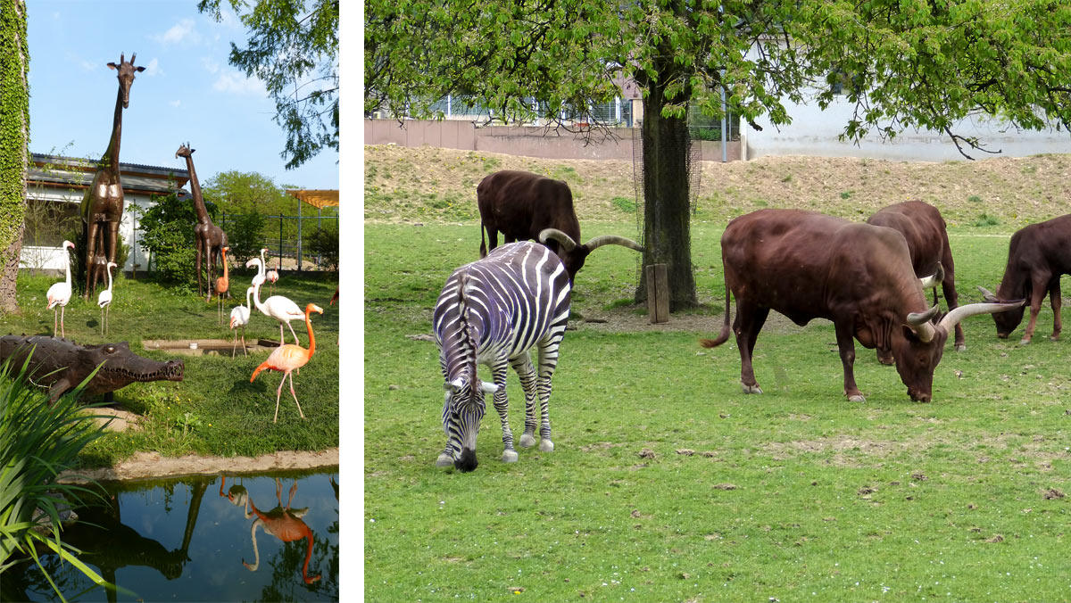 Neubauprojekte im Neuwieder Zoo - Straußenanlage und neue Stallungen für die afrikanischen Huftiere